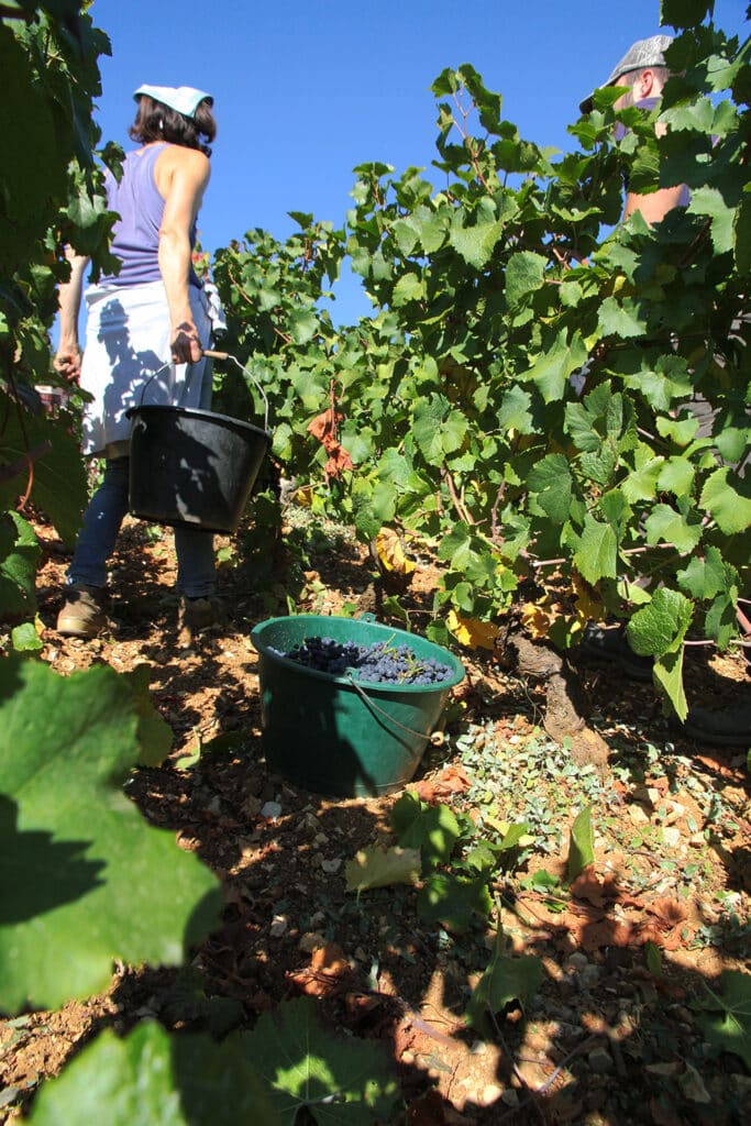 Domaine Naudin à Magny-lès-Villers