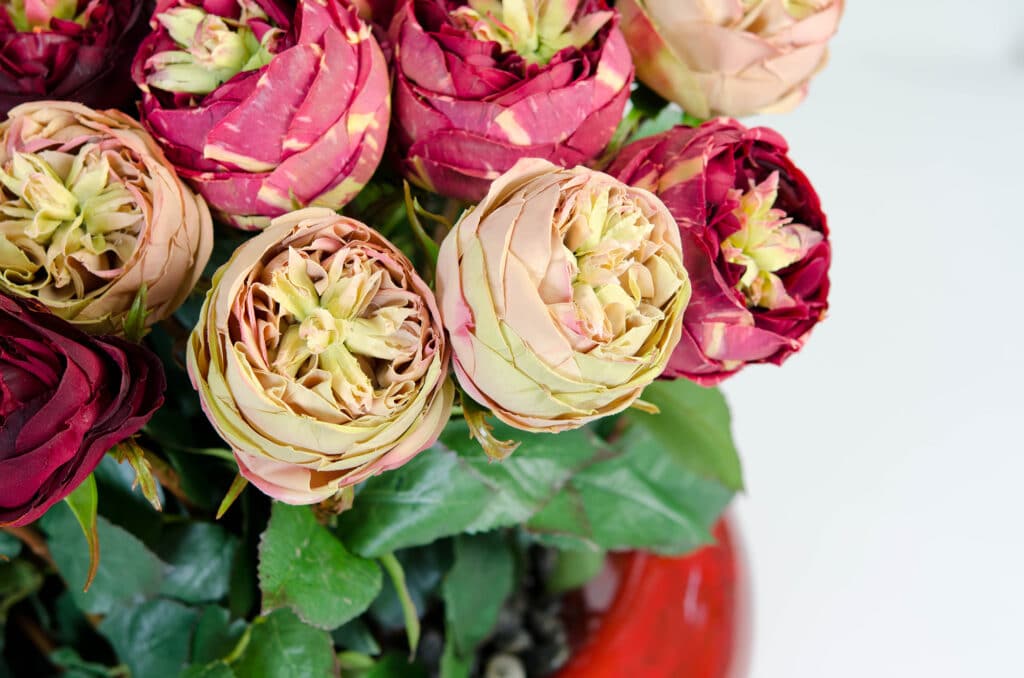 Photographies de produits, packshots pour les professionnels